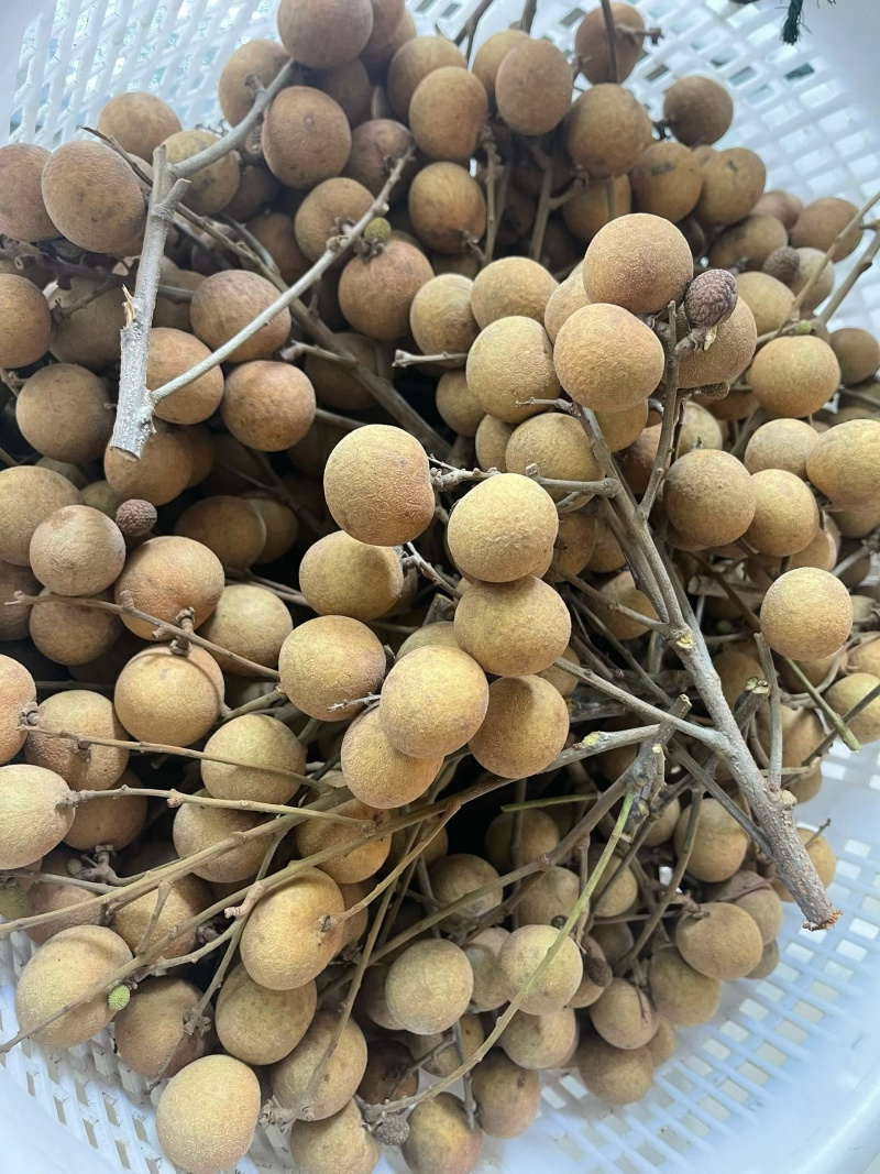 储良龙眼