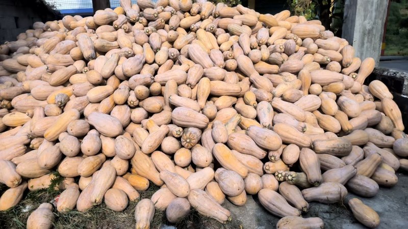 重庆彭水老南瓜500斤起批