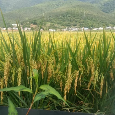 富硒大米（稻田综合种养出来的米，没有撒任何化学农药）