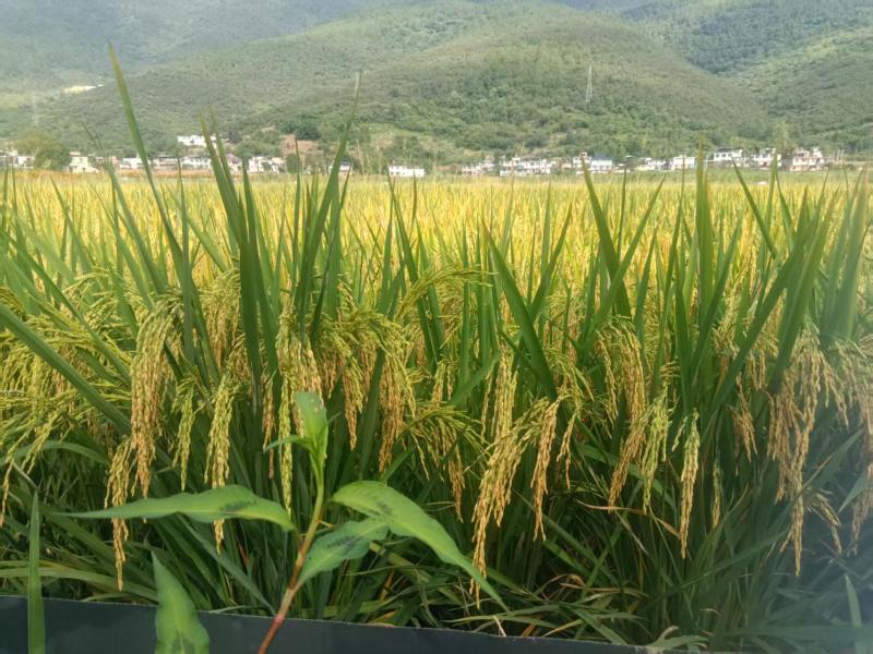 富硒大米（稻田综合种养出来的米，没有撒任何化学农药）