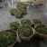 云南普洱茶核心产区
