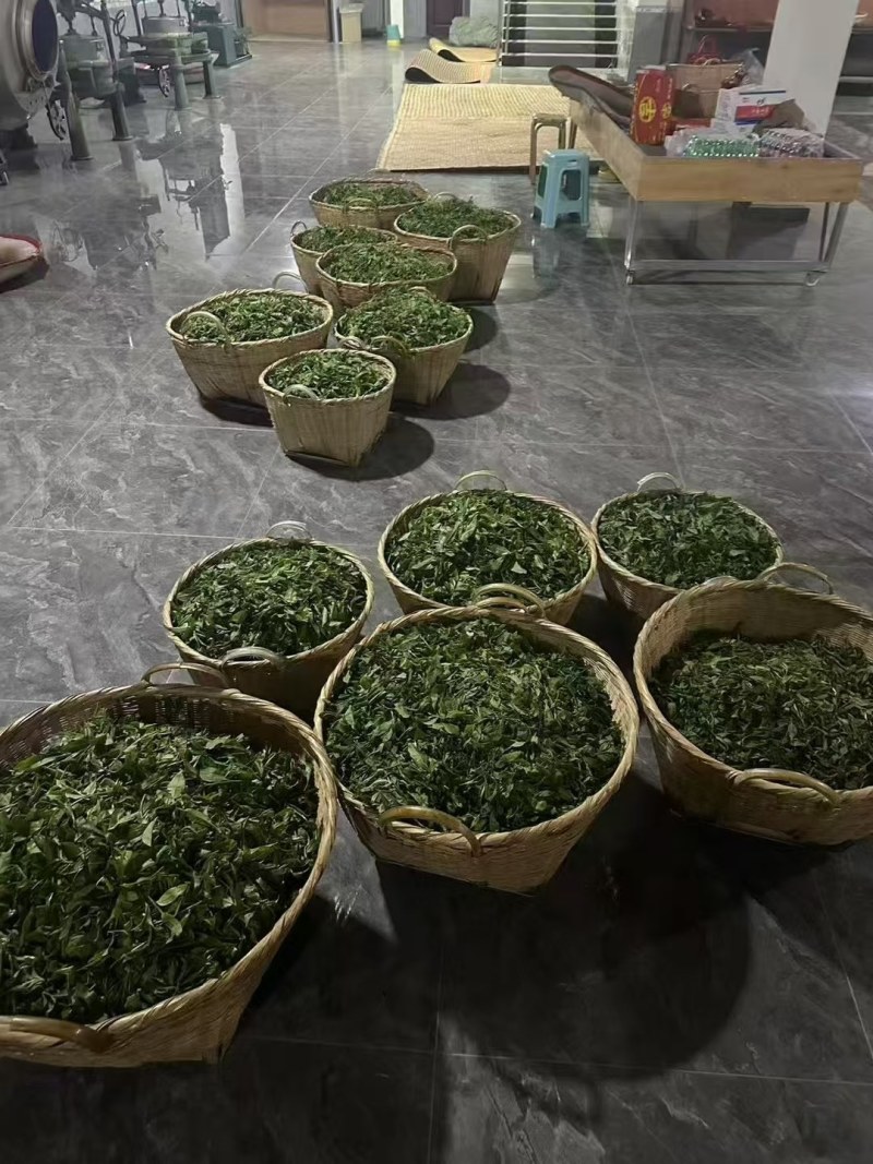 云南普洱茶核心产区