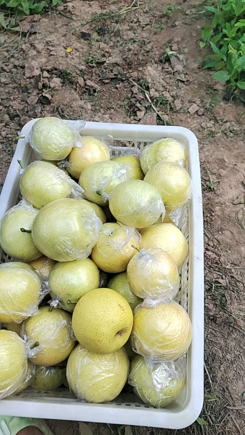 阳信黄冠梨