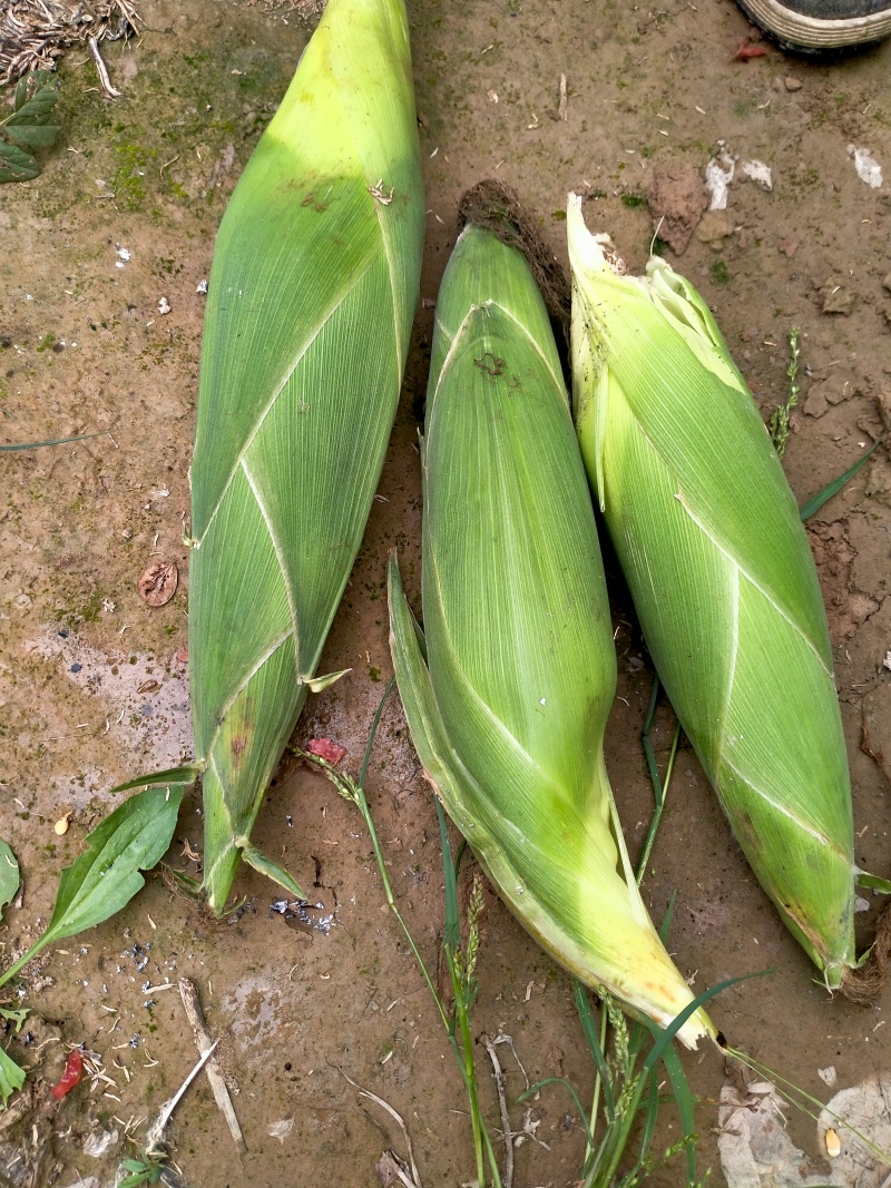 单个重量一斤左右，上车价0.55