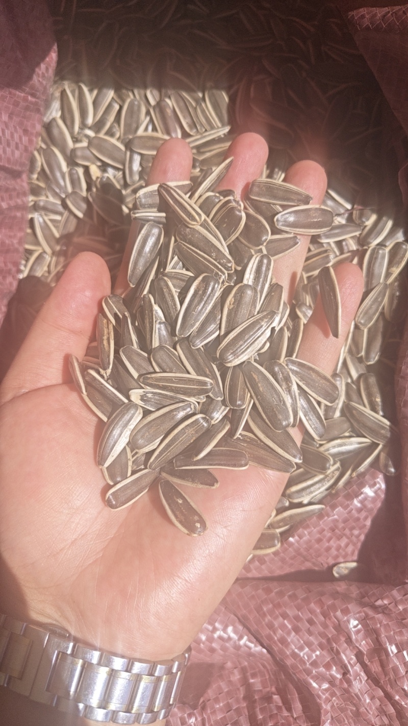 食葵双星60。210左右的千粒