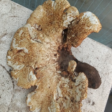 野生松杉鲜灵芝