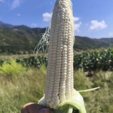 美玉27加甜糯