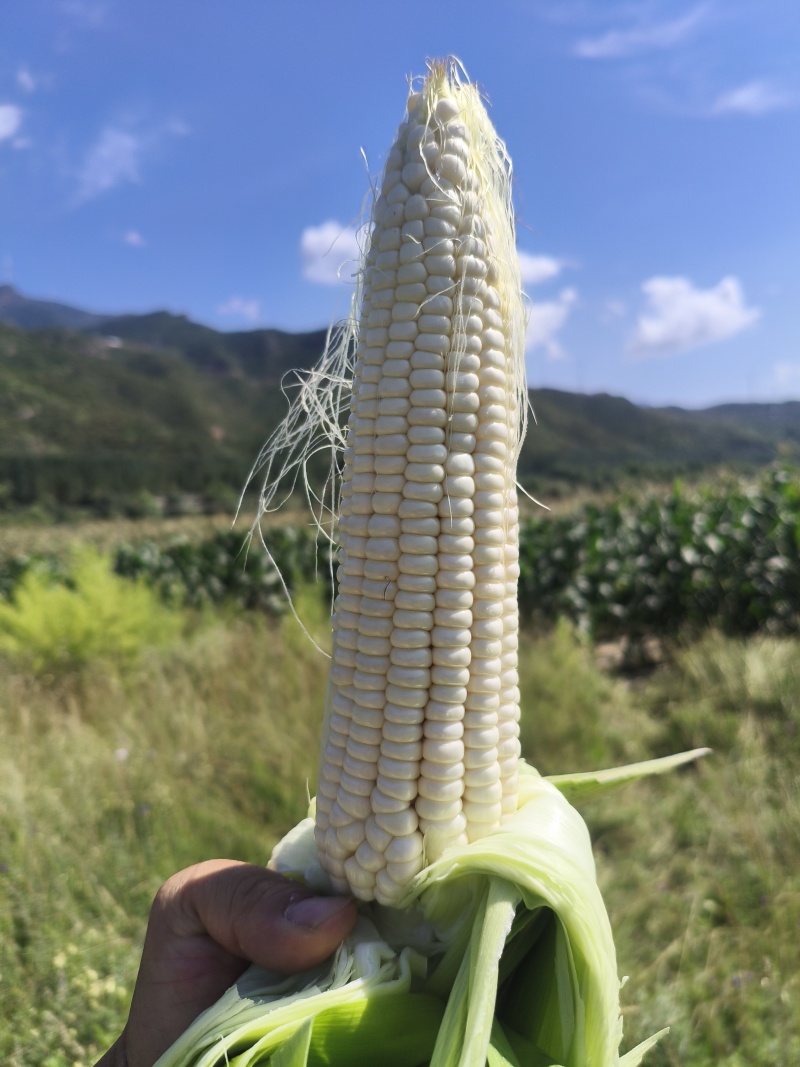 美玉27加甜糯