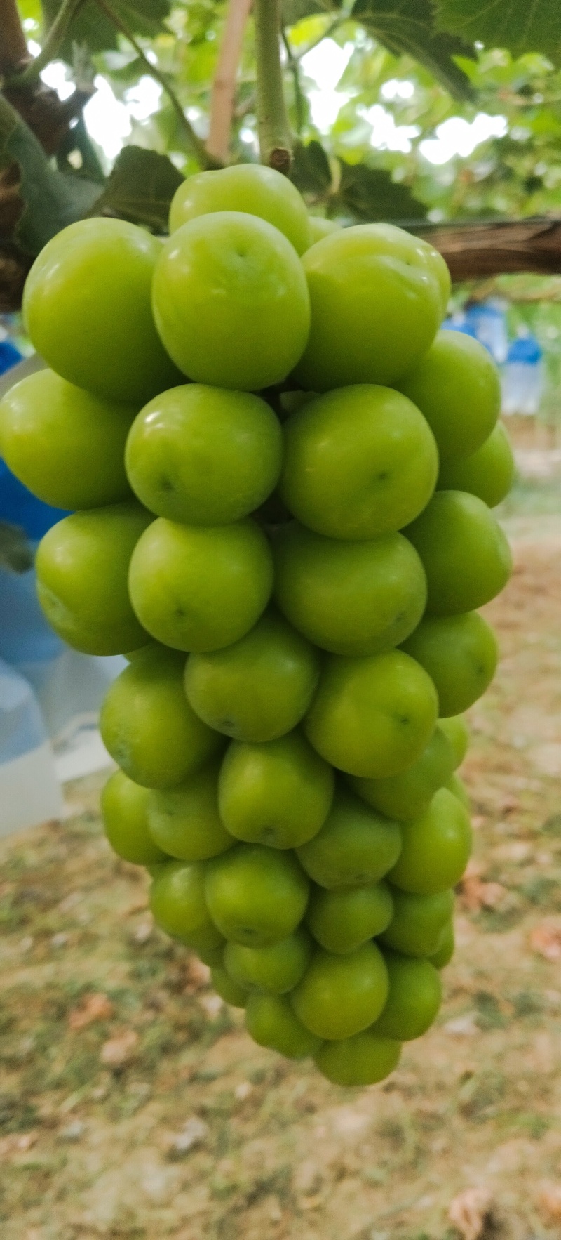 阳光玫瑰