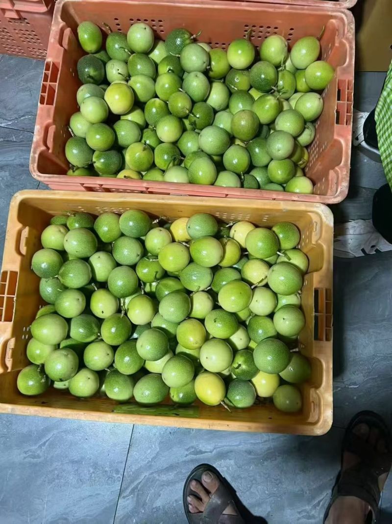 黄金百香果