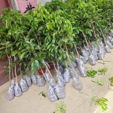 仙进奉荔枝苗
