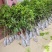 仙进奉荔枝苗