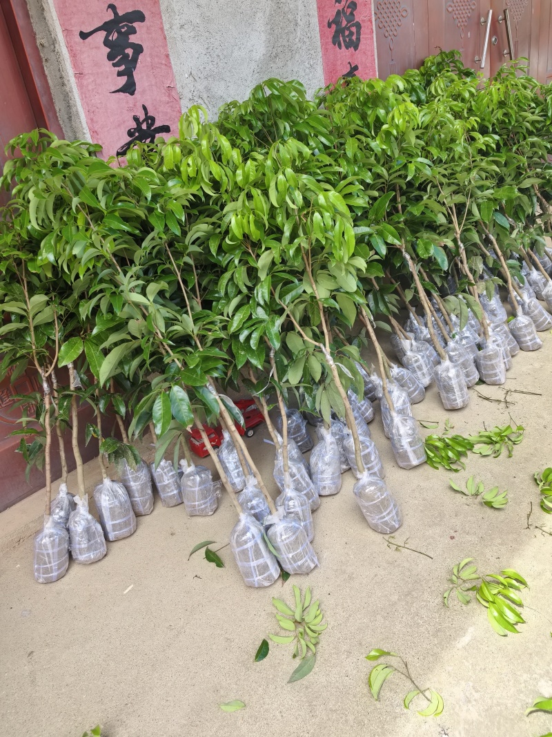 仙进奉荔枝苗