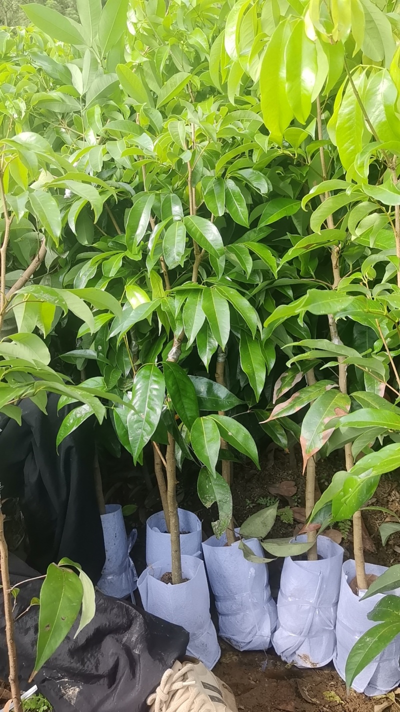 仙进奉荔枝苗