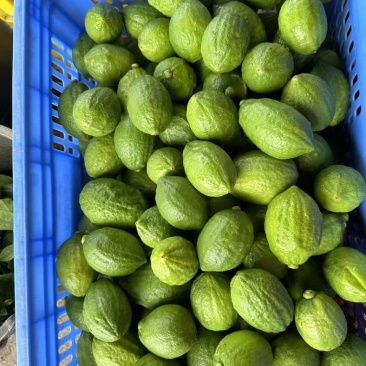 广东香水柠檬规格70-200g，新鲜采摘，果园直发