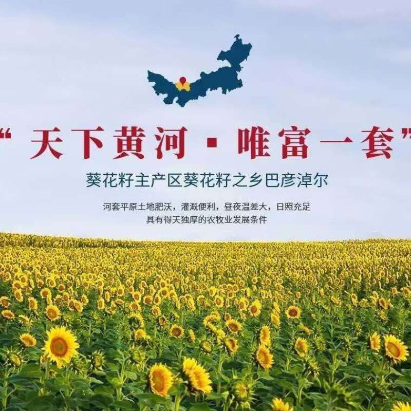 生葵花籽