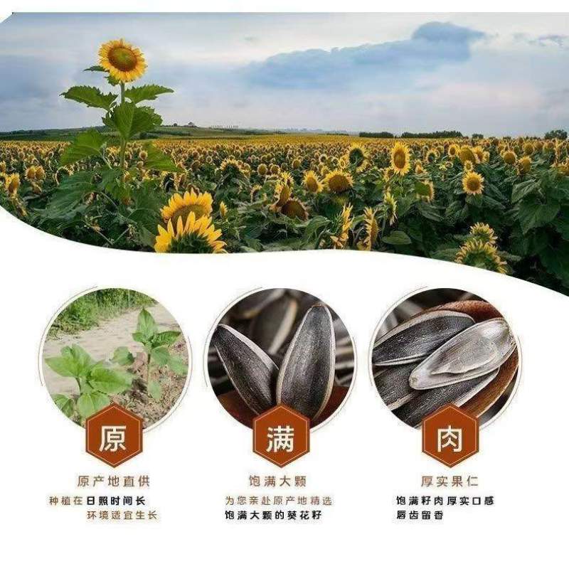 生葵花籽