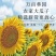 生葵花籽