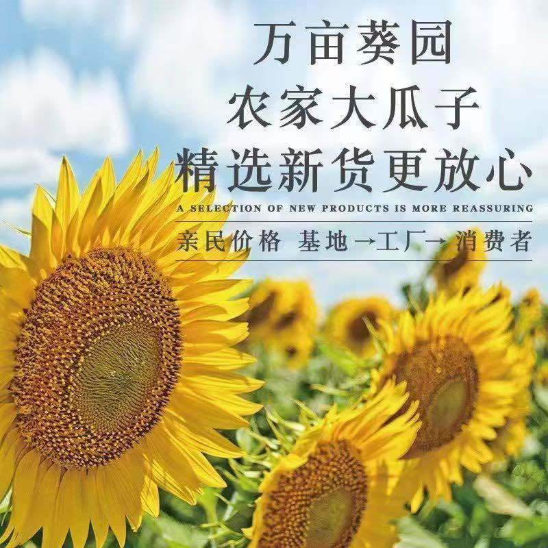 生葵花籽