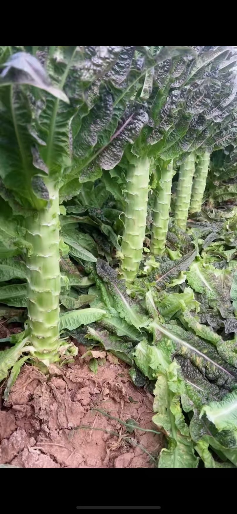 云南莴笋☞龙弟