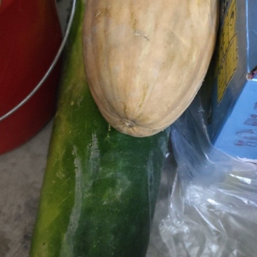 黑皮冬瓜和红南瓜