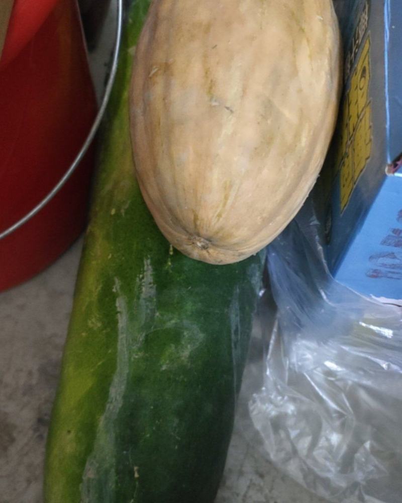 黑皮冬瓜和红南瓜
