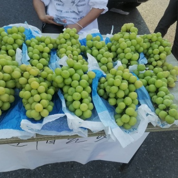 陕西汉中阳光玫瑰