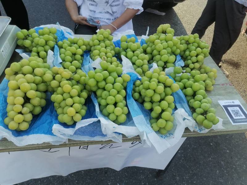 陕西汉中阳光玫瑰