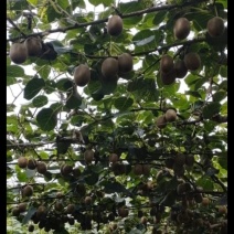 淄博博山源泉绿心猕猴桃🥝