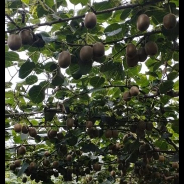 淄博博山源泉绿心猕猴桃🥝