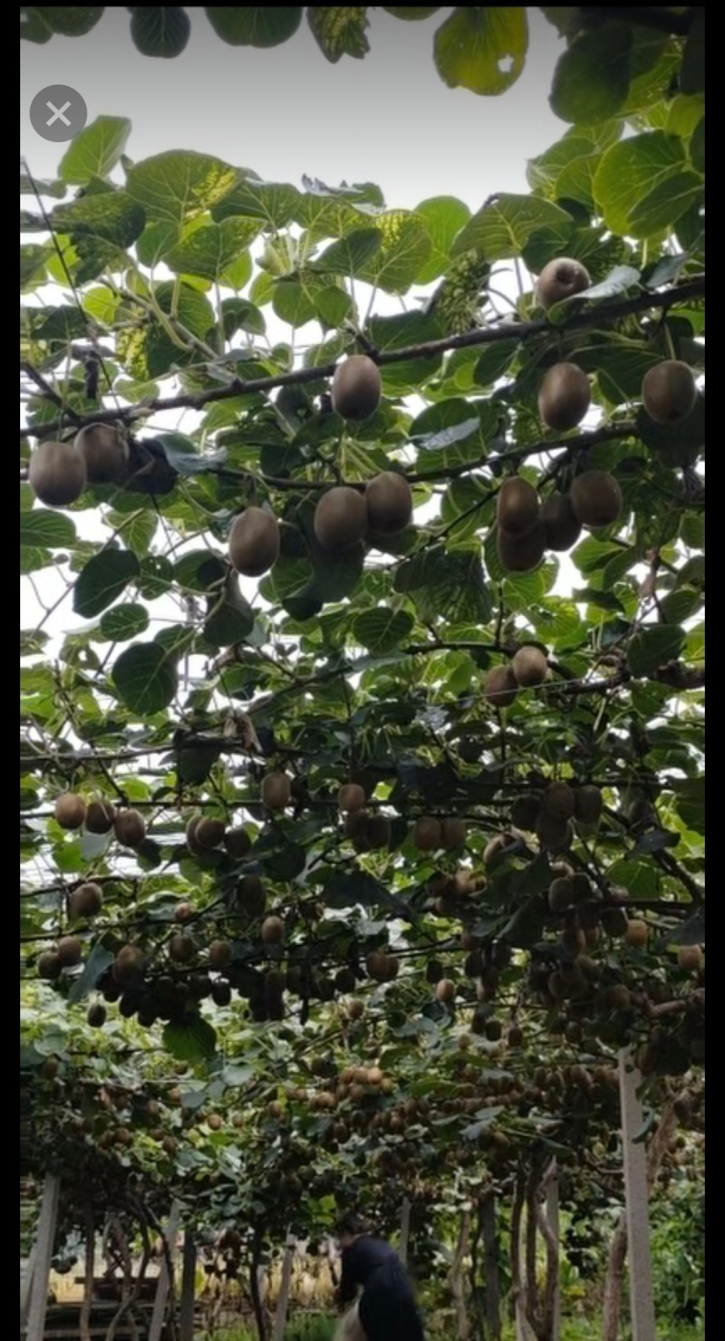 淄博博山源泉绿心猕猴桃🥝