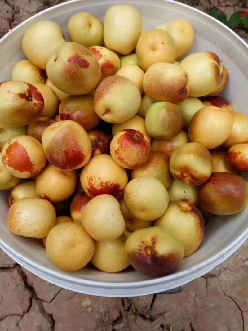山西运城冬枣