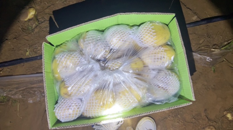 黄皮黄心土豆，2-3两起