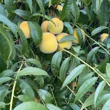 南非2号黄桃