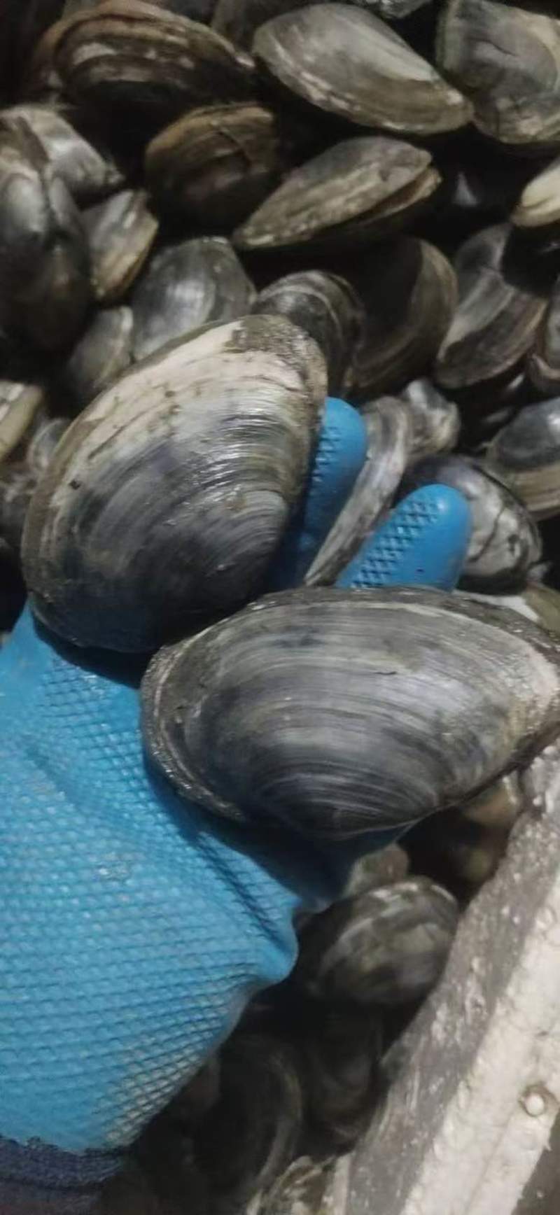 威海耳贝次蛤8-10个头