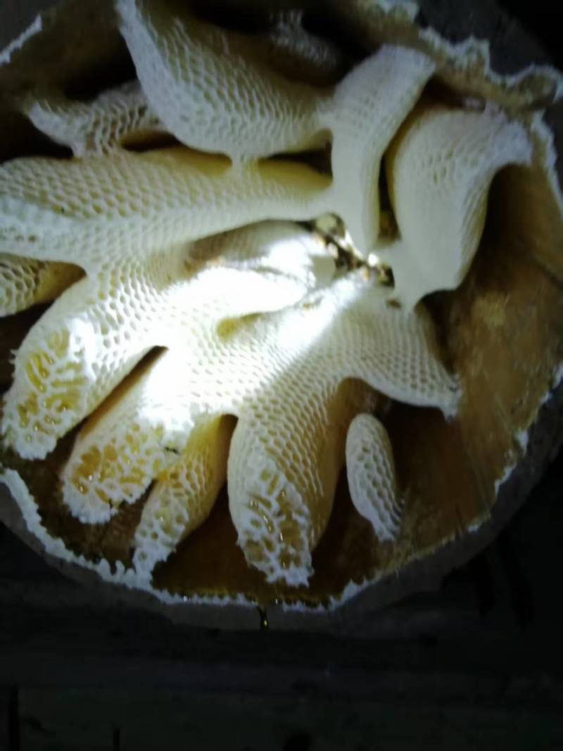 土蜂蜜