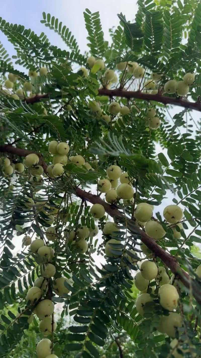 广东省汕市尾陆丰市特产自种甜种油柑果