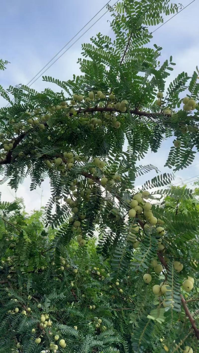 广东省汕市尾陆丰市特产自种甜种油柑果