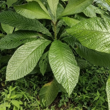 走马胎