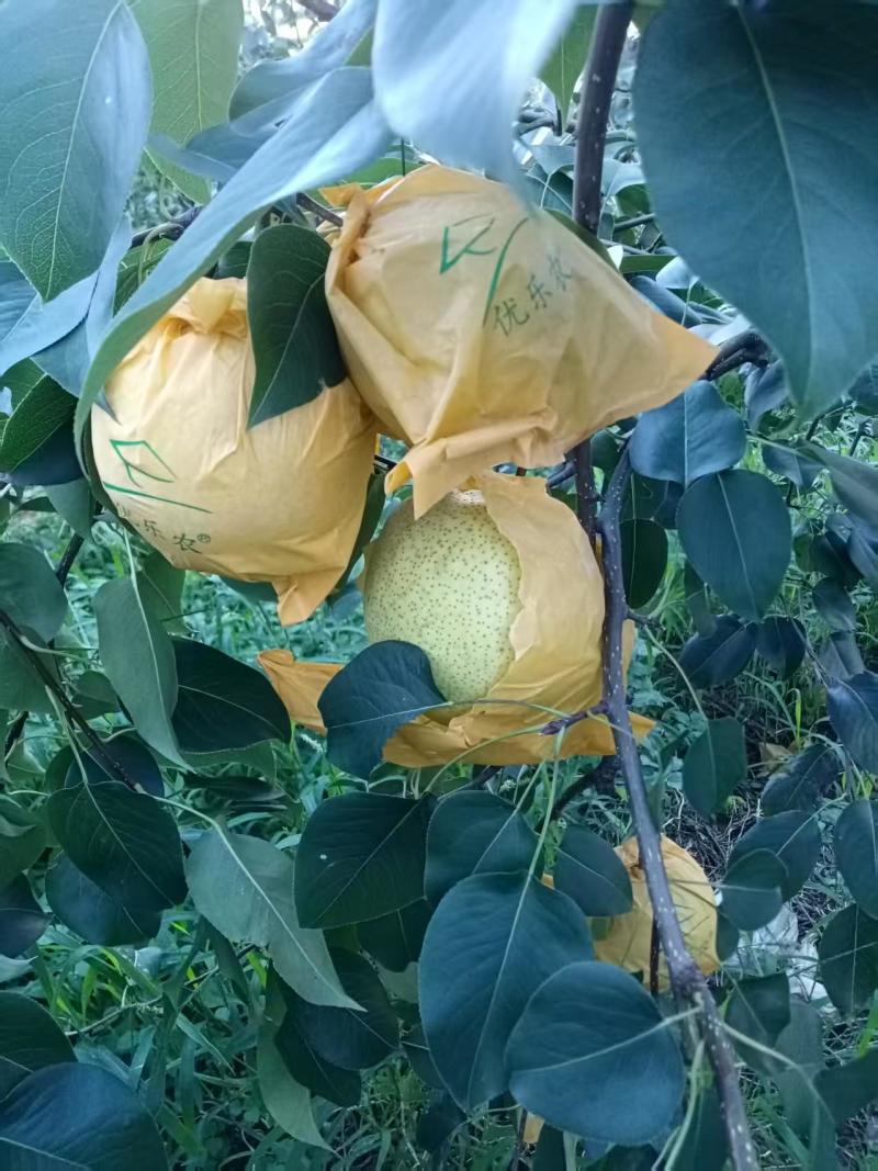 云南雪花梨