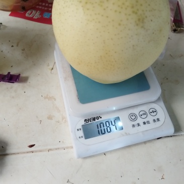 皇冠梨