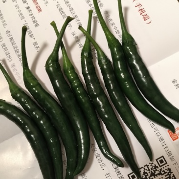 早熟小米辣
