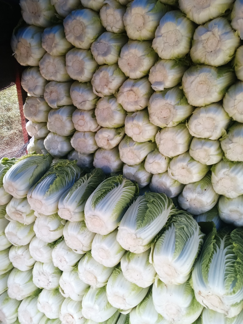 精品黄心大白菜