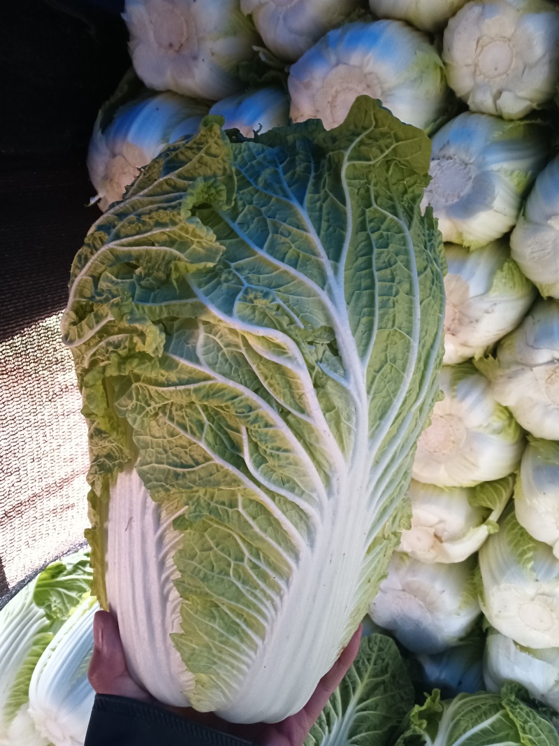 精品黄心大白菜