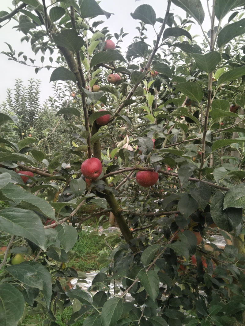 红露苹果