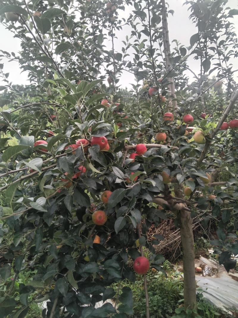 红露苹果