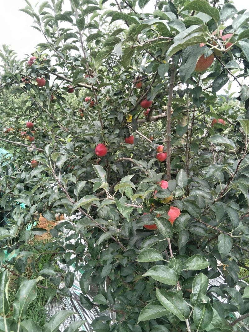 红露苹果