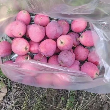 山西鸡心果