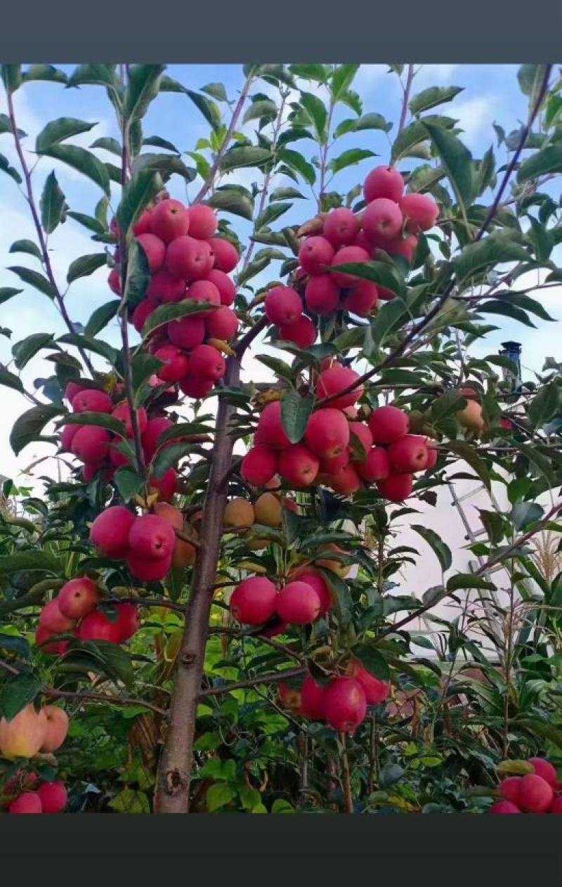 山西鸡心果