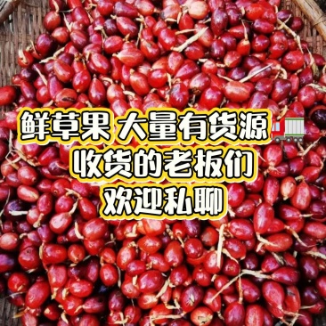 云南西双版纳新鲜草果。